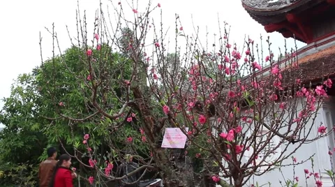Welcome in the spring cherry blossoms bloom, family Stock Footage 47456500
