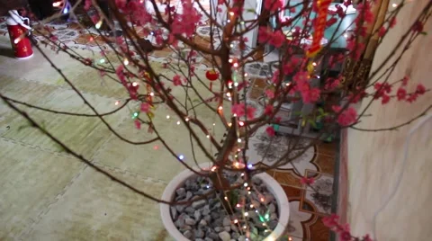 Welcome in the spring cherry blossoms bloom, family Stock Footage 47457168