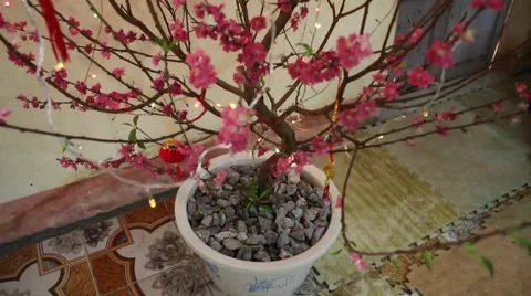 Welcome in the spring cherry blossoms bloom, family Stock Footage 47457208