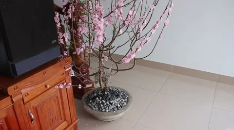 Welcome in the spring cherry blossoms bloom, family Stock Footage 47457475