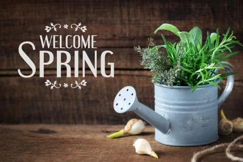 Welcome Spring message - Springtime gardening concept with spring flower bulb Stock Photos