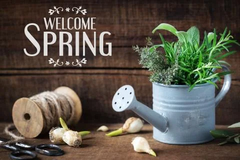 Welcome Spring message - Springtime gardening concept with spring flower bulb Stock Photos