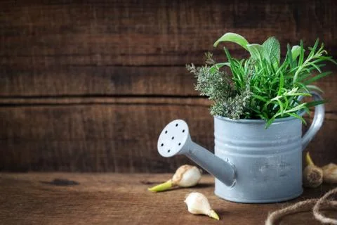 Welcome Spring message - Springtime gardening concept with spring flower bulb Foto stock