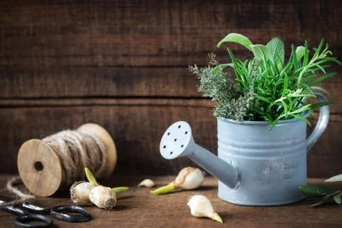 Welcome Spring message - Springtime gardening concept with spring flower bulb Stock Photos