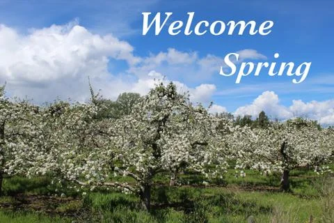 Welcome Spring text on apple orchard with blooms. Stock Photos