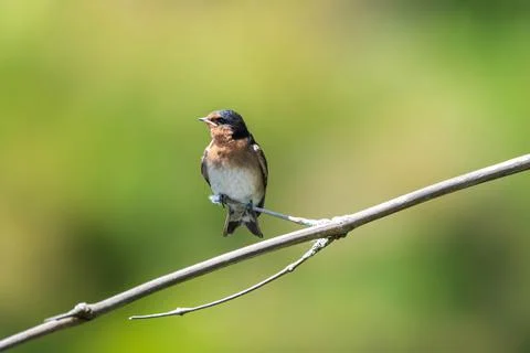 Welcome swallow Stock Photos