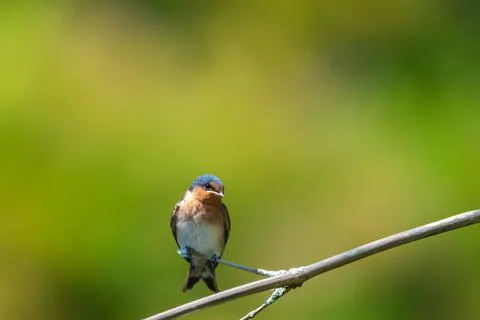 Welcome swallow Stockfoto's