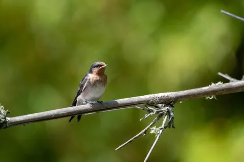 Welcome swallow Stockfoto's