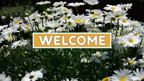 Welcome Text Over A Field Of Daisies Stock Footage 135922346
