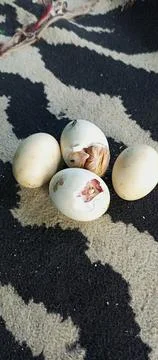 Welcome to the world. Stock-Fotos