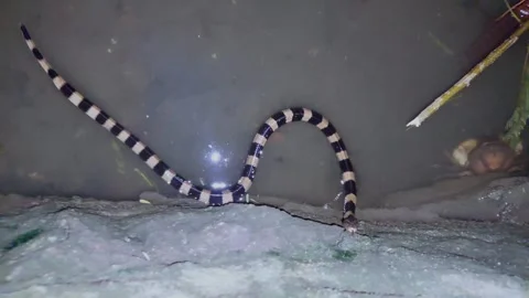 Weling snake Stock Footage 287496347