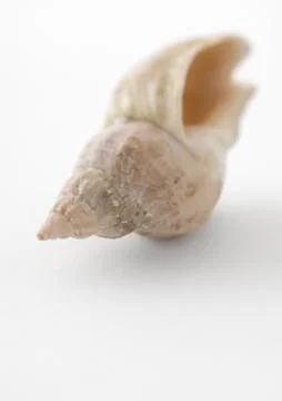 Welk shell Foto stock