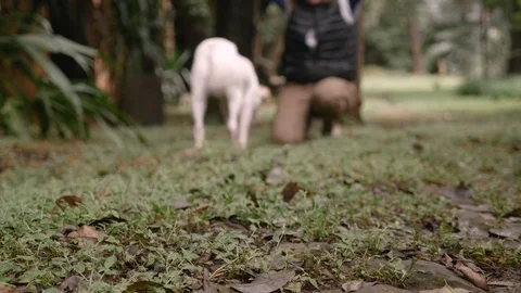 Well behaved dog walks by the camera to her owner outside off leash Video stock 80564891