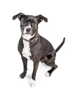 Well-Behaved Medium Size Crossbreed Dog Stock Photos