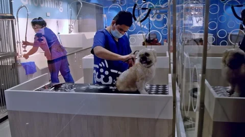 A well-behaved pet dog being groomed at a pet grooming service in Mandaue City Stock Footage 333489107