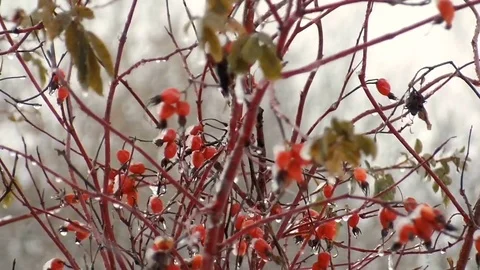 Well bush berries winter Stock Footage 71124531