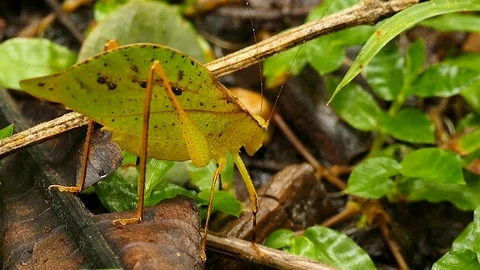 Well camouflaged insect acting as a leaf on jungle floor Stock Footage 123550746