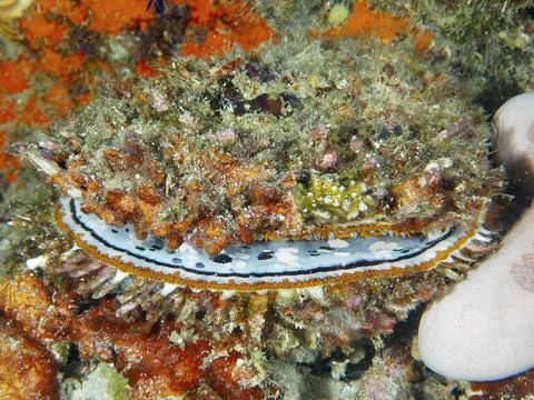 Well camouflaged large variable spiny oyster (Spondylus varius), dive site 스톡 사진