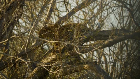 A well-camouflaged leopard. Stock Footage 336190625