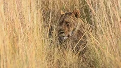 Wild feline mammal, lion, roams Africa safari with big cats generated by AI  24891181 Stock Photo at Vecteezy