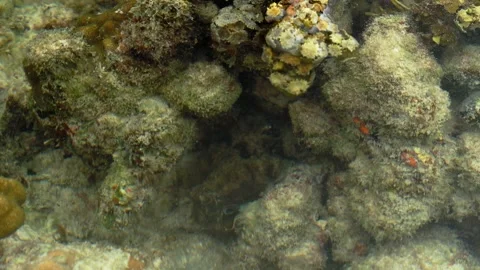 Well Camouflaged Reef Octopus Hidden Among Coral Rocks Video stock 341375077