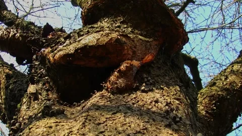 Well-camouflaged treecreeper moving on a tree while searching for insects Stock Footage 321055302