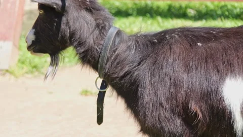 A well-cared-for goat grazes on grass in a pen with a wooden fence. Sunny d.. Stock Footage 278623470