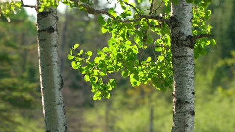 Well composed shot of birch trees and birch leaves blowing in wind in spring. Stock Footage 144454705