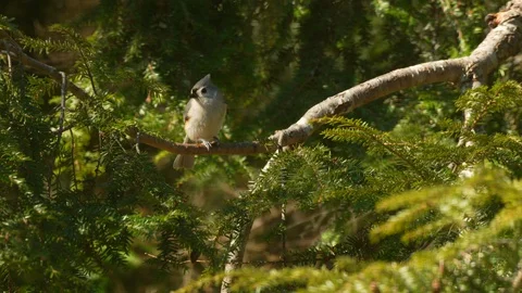 Well composed shot of tufted titmouse perched on branch eating Stock Footage 128772233