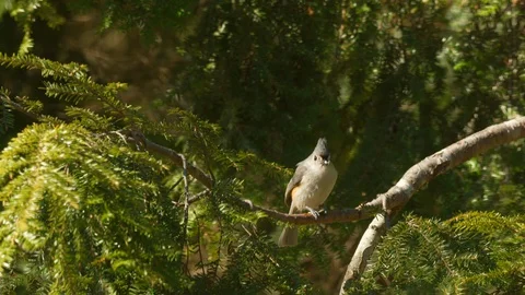 Well composed shot of tufted titmouse perched on branch eating Stock Footage 128772301