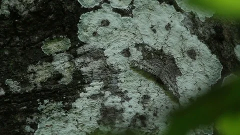 Well cryptic butterfly on a tree trunk Stock-Footage 98377709