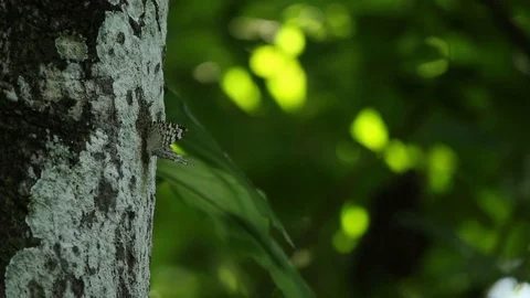 Well cryptic butterfly on a tree trunk, Veracruz rainforest , Mexico 스톡 동영상 98378346