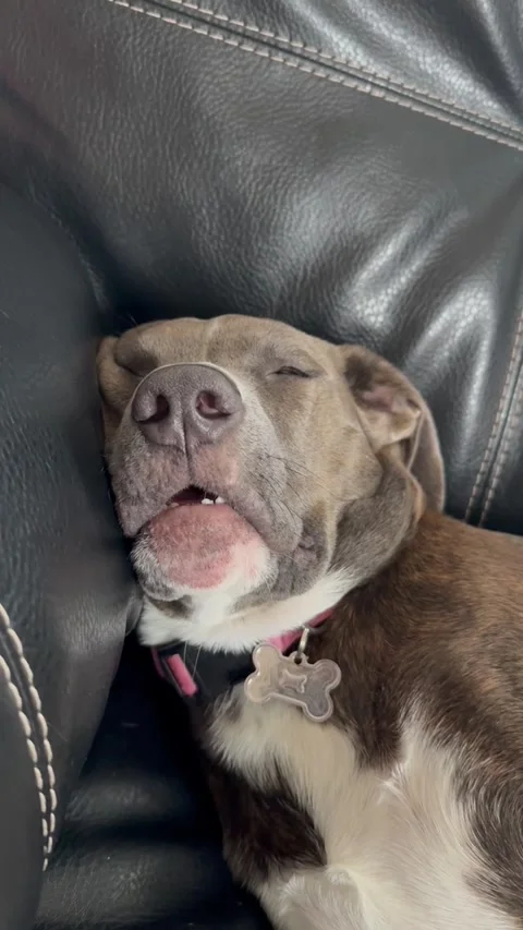 A Well-Deserved Nap Stock Footage 313292172