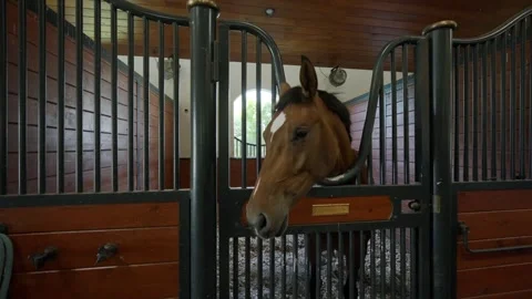 Well-designed modern stable with brown and white stallion looking out of closed Stock Footage 245629237