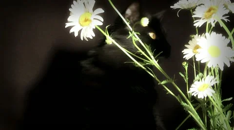 Well-disguised cat Stock Footage 11134479