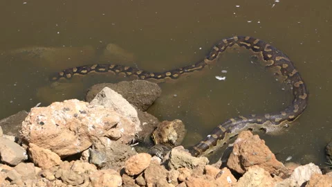 A well eaten python in lake nakuru kenya Stock Footage 176689939