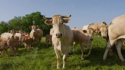 A well-fed cow looks at the camera in a field in the Gers, France Stock Footage 344135393