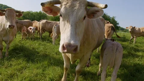 A well-fed cow looks at the camera in a field in the Gers, France Stock Footage 344135415