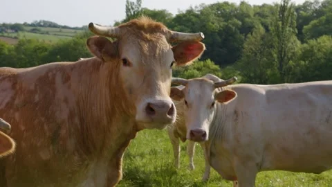 Well-fed cows look at the camera in a field in the Gers, France Stock Footage 344135533