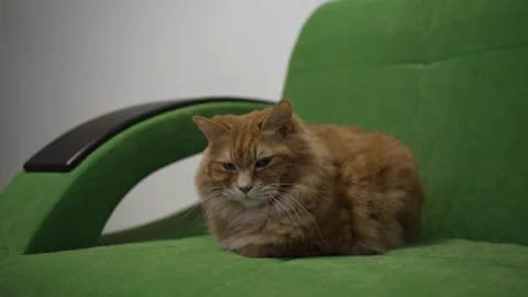 A well-fed fluffy red cat is resting on a green sofa 動画素材 201688800