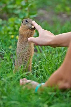 A well-fed gopher allows himself to be stroked 库存照片