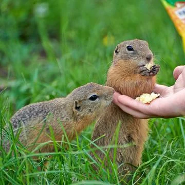 A well-fed gopher allows himself to be stroked Foto stock