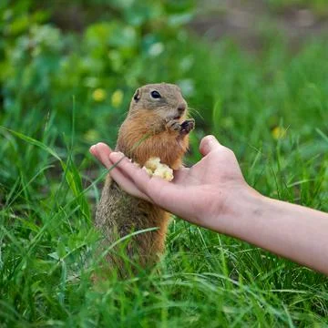 A well-fed gopher allows himself to be stroked Foto stock