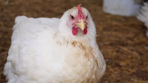 A well-fed white hen full face. Stock Footage 114325918
