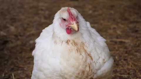 A well-fed white hen is thinking about something. Stock Footage 114325916