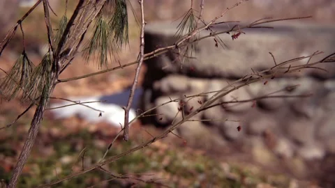 Well in the forest Stock Footage 171684519