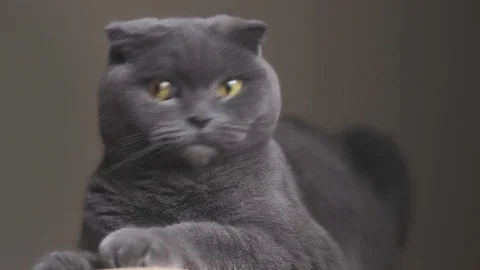 The well-groomed cat looking into a camera. Beautiful cat with soft wool look Video stock 129943949