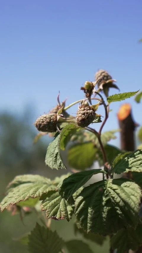 Well-groomed, tied raspberry bush in the garden.  Stock Footage 338337959