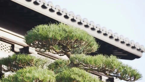 Well growth pine tree in back yard of chinese style of courtyard house Stock Footage 168599886