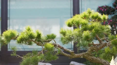 Well growth pine tree in back yard of chinese style of courtyard house Stock Footage 168603365